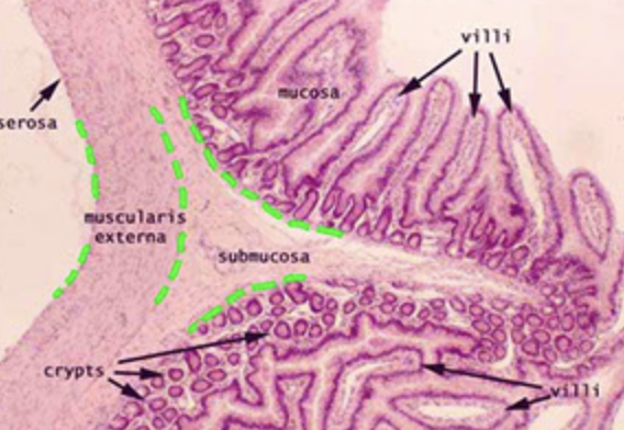 <p>Identify the villi </p>