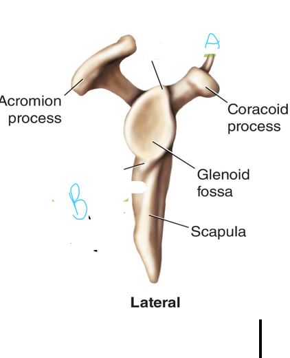 <p>What structure does letter A indicate?</p>