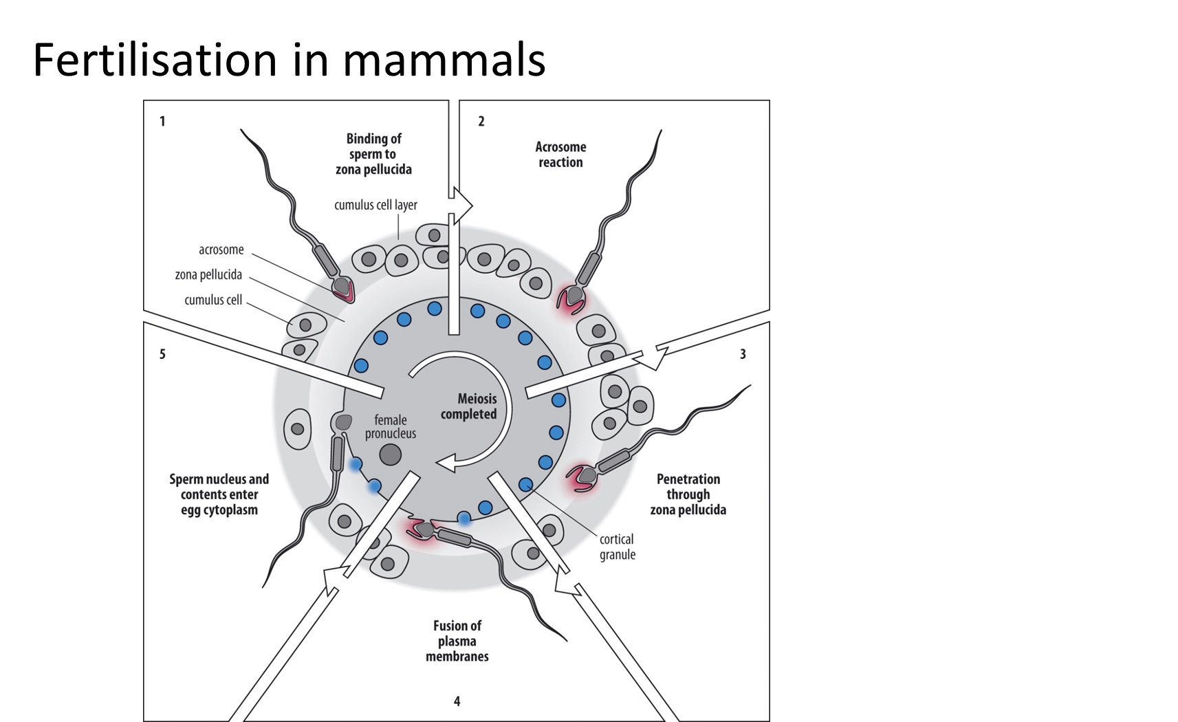 <ul><li><p>release of enzymes from the <strong>acrosome </strong>is triggered by the recognition event- when the <strong>sperm protein izumo</strong> on the acrosomal membrane binds to the<strong> egg receptor juno </strong>on the plasma membrane</p></li><li><p>further fertilisation (<strong>polyspermy</strong>) is then prevented by the <strong>fast and slow blocks</strong></p></li></ul><p></p>
