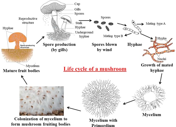 <p>collection of <u>hyphae</u> is one place</p><p>“root system of fungi”</p>