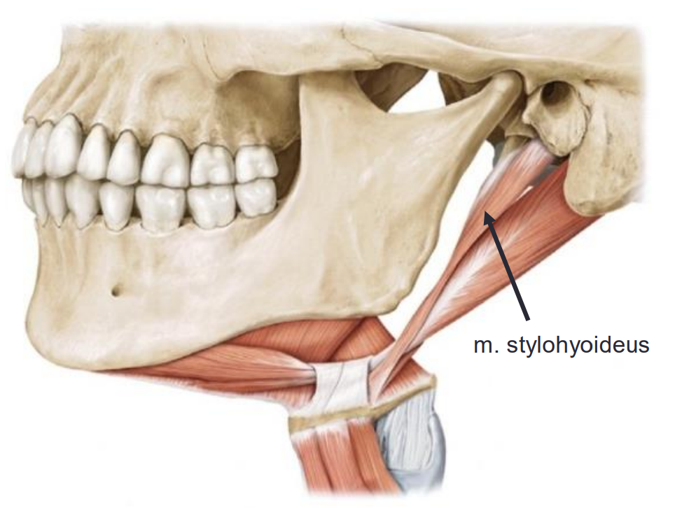 <p>De pees van de <em>m. stylohyoideus</em> is <strong>gespleten</strong> en loopt <strong>om de pees van de <em>m. digastricus</em> heen</strong> (als een soort lusje waar de andere pees doorheen gaat).</p>
