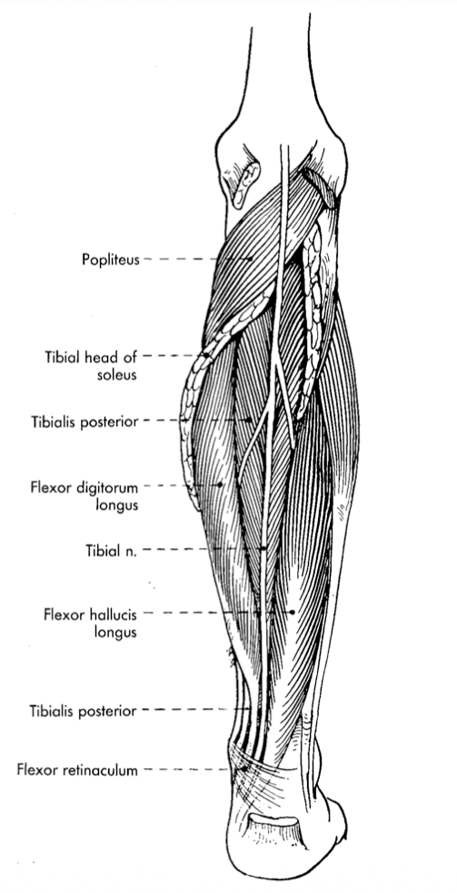 <p><strong>tibialis posterior: </strong>actions </p>