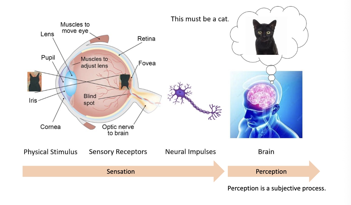 <p>Physical stimulus to sensory receptors to neural impulses to the brain </p>