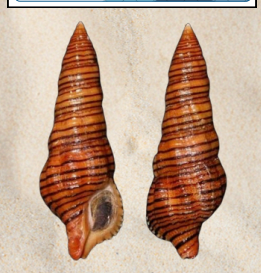 <p>no local name</p>