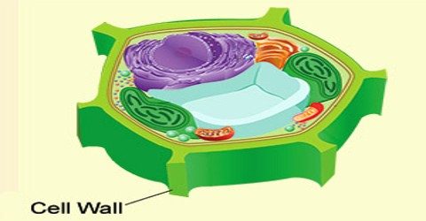 <p><strong>Cell Wall</strong></p>