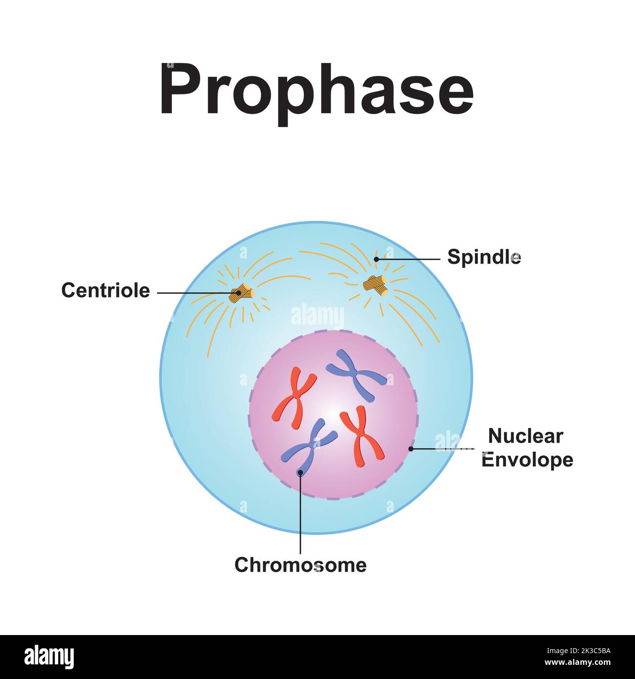 <p>Prophase</p>
