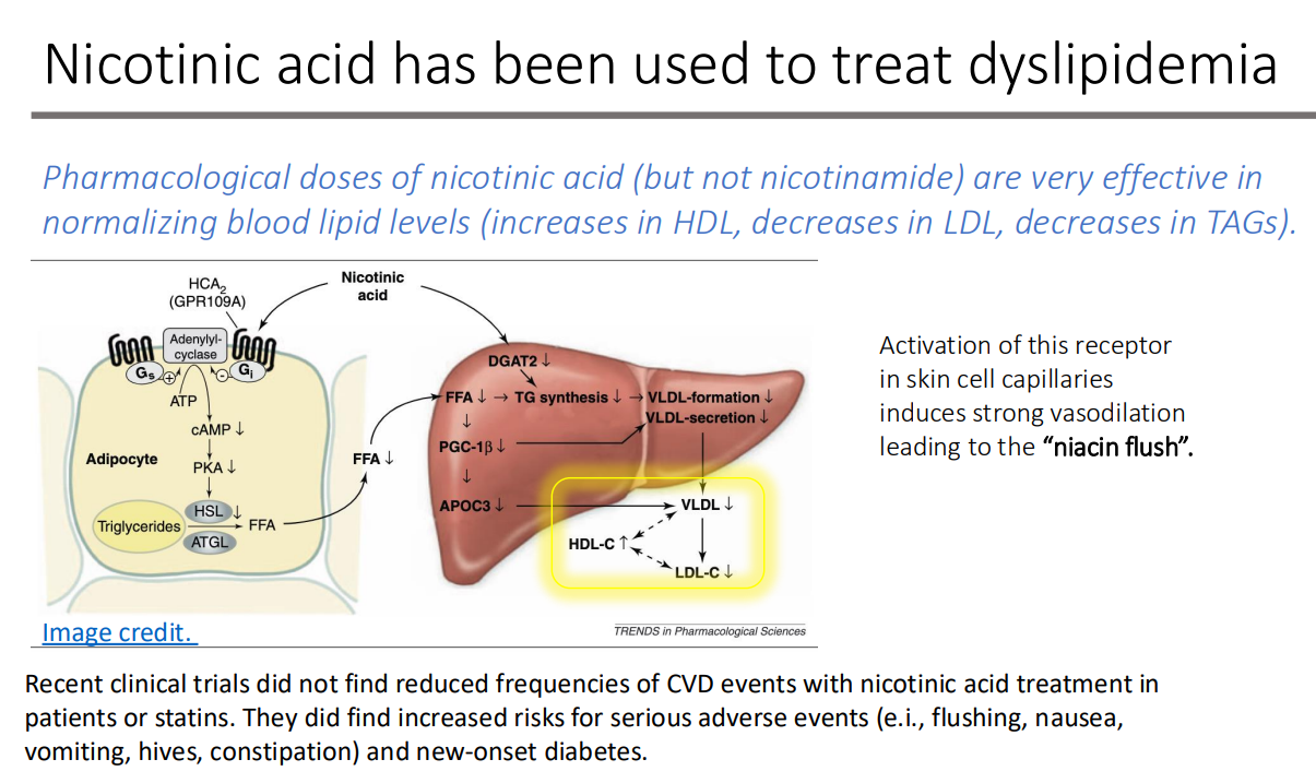 <p>vasodilation leading to the “niacin flush”.</p>