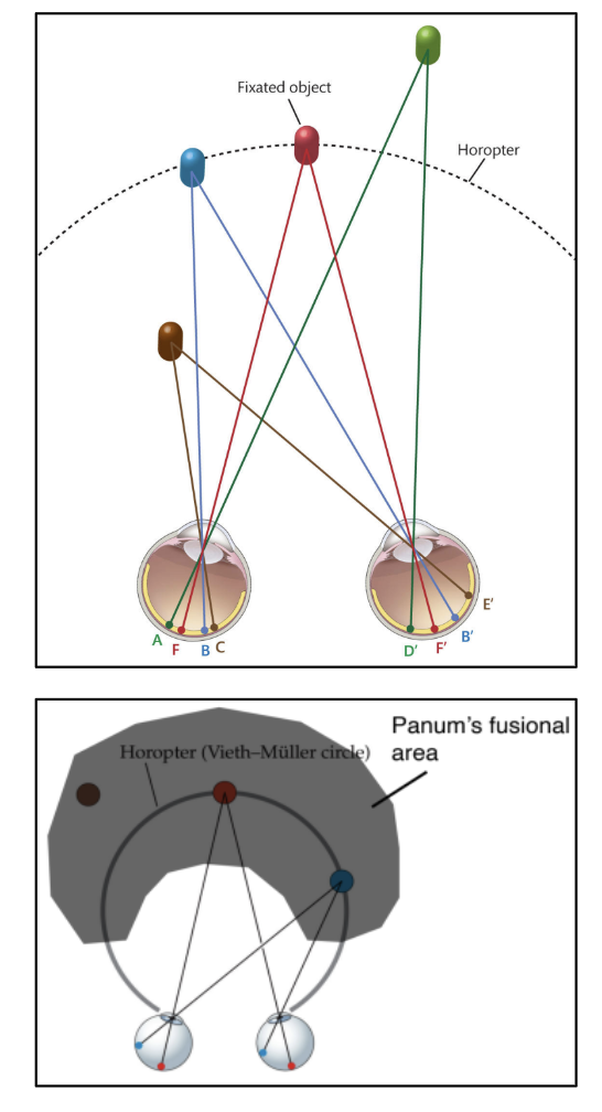 <p><u>Binocular Disparity &amp; the Horopter</u></p><p>Horopter: an __ that varies depending on biological factors. Has ? &amp; ? Points.</p><p>• Objects ON the horopter fall on __ points, appearing at the same depth (no ?).</p><p>• Are seen as __ images when viewed with both eyes.</p><p>• Panum’s fusional area: ? <span style="color: rgb(251, 218, 173);"><span>(Basically?)</span></span></p>