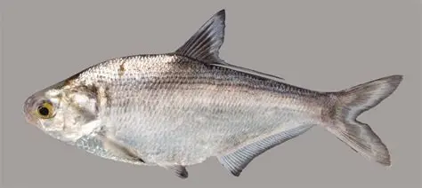 <p>Finlets behind dorsal and anal fin, dark spot above operculum</p>