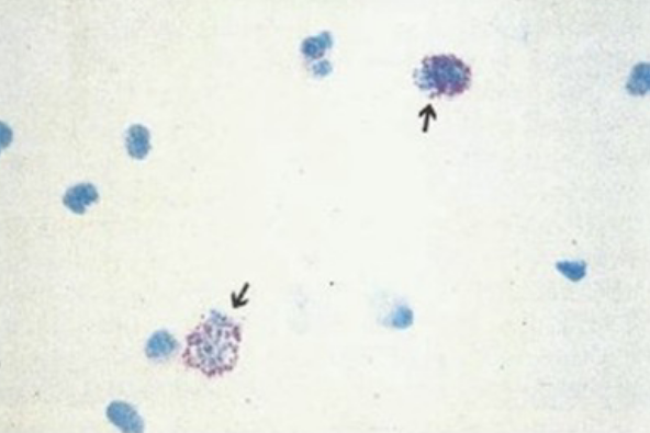 term image