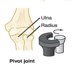 <p>a ring shaped bone surrounds another bone examples are the neck (first and second vetebrae) and the elbow ( radius and ulna bones)</p>