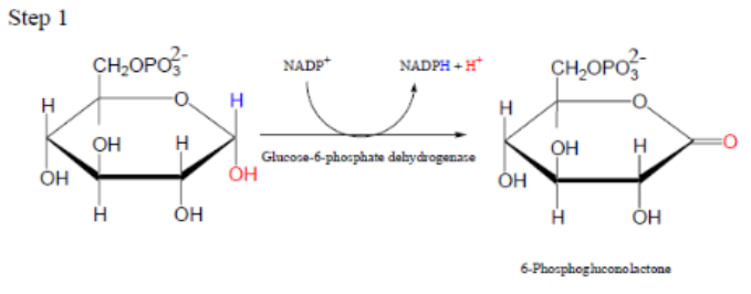 <p>What is the first step of the oxidative phase of the pentose phosphate pathway?</p>
