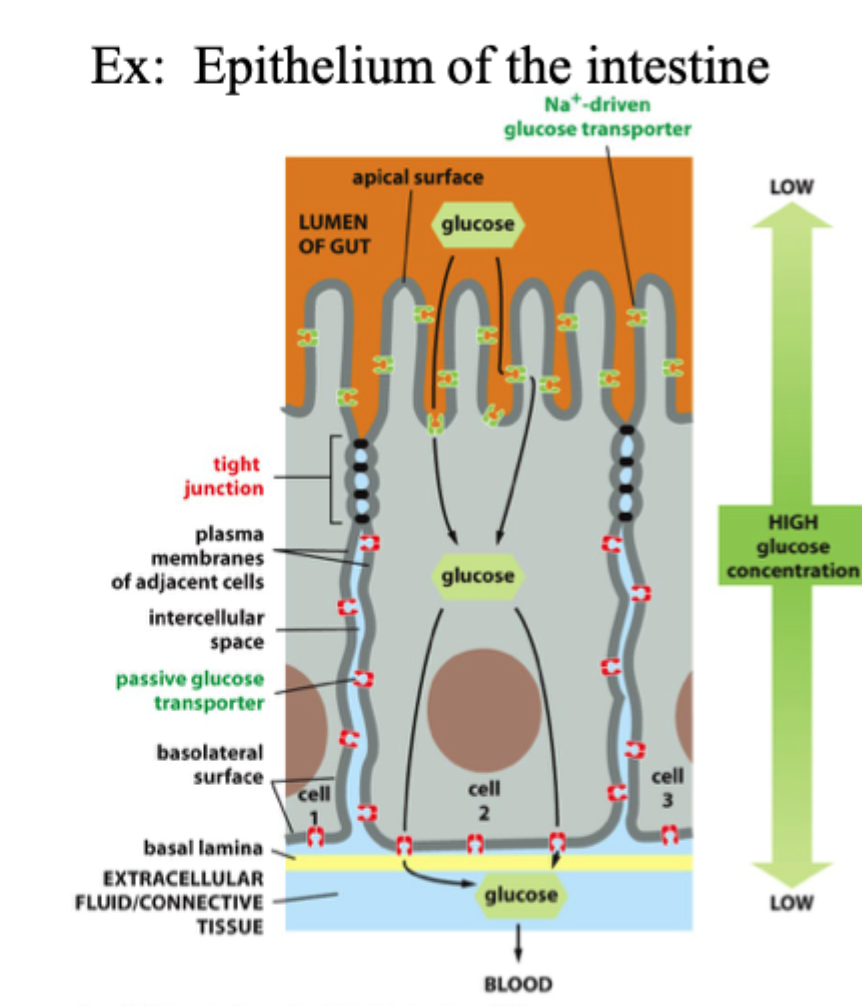 <p>Hvorfor er tight junctions vigtige i tarmepitel?</p>