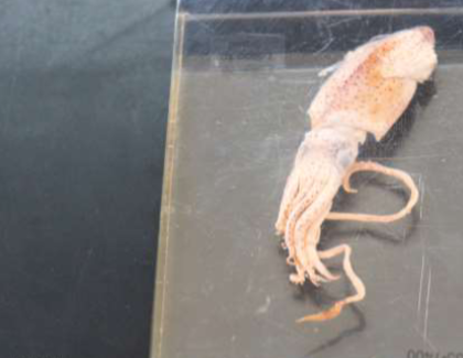 <p>Phylum &amp; name?</p>