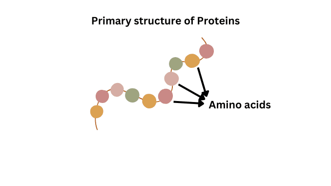 <p>A protein’s sequence of amino acids, encoded in gene </p><p>Most basical structure </p>