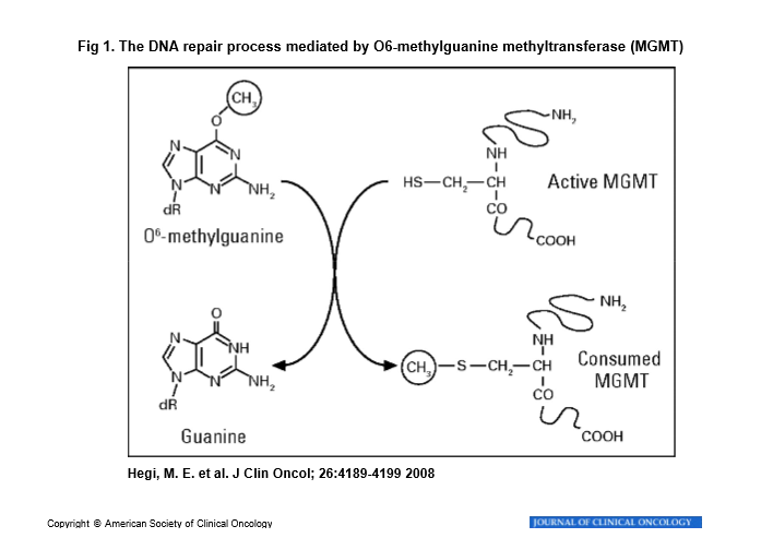 <p>Why do patients with MGMT promoter methylation benefit more from temozolomide?</p>