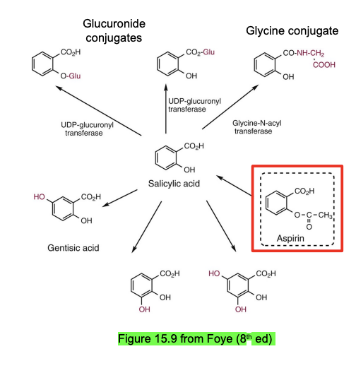 <ul><li><p><strong>Absorption</strong></p><ul><li><p>Oral BA → Affected by food, pH, formulation, gastric emptying, antacids</p></li></ul></li><li><p><strong>Metabolism</strong></p><ul><li><p><mark data-color="#3bffac" style="background-color: rgb(59, 255, 172); color: inherit;">Rapidly converted → salicylic acid (plasma esterases)</mark></p></li><li><p>Salicylic acid → glycine (75%) + glucuronide (15%) conjugates by Phase II metabolism </p></li></ul></li><li><p><strong>Excretion</strong></p><ul><li><p>Kidney (urine): salicylic acid + metabolites</p></li></ul></li></ul><p></p>