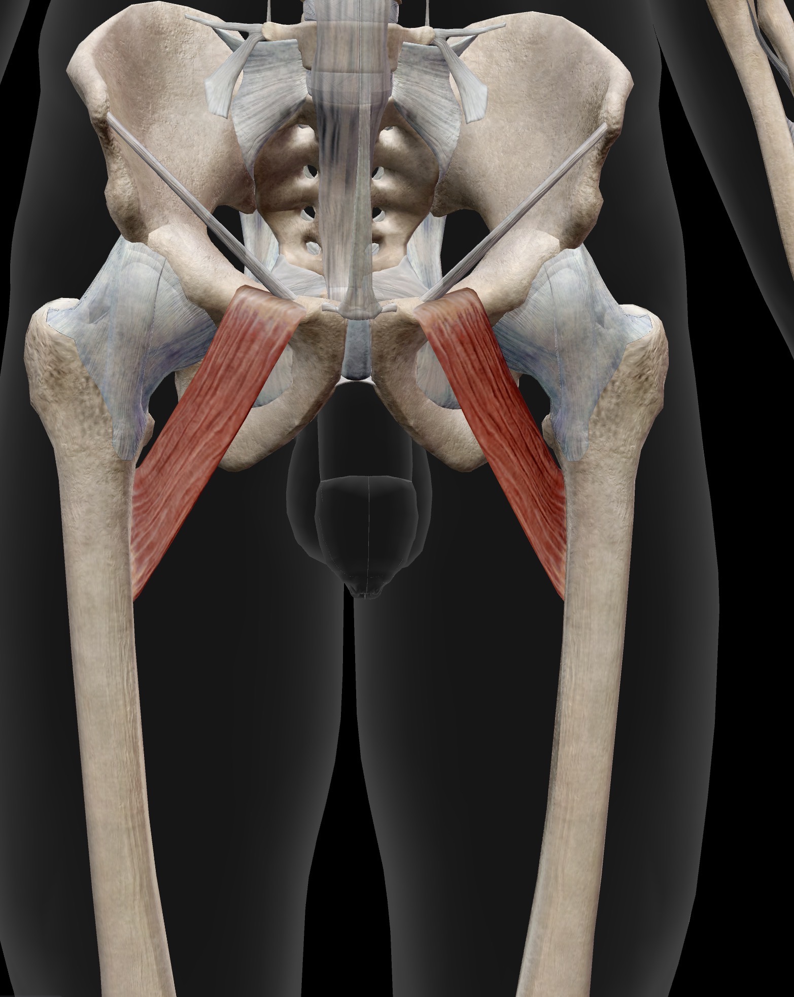 <p></p><p>Name the muscle and corresponding letter ( O = origin, I = insertion, A = actions, IN = innervation)</p><p>O</p><p>I</p><p>A</p><p>IN</p>