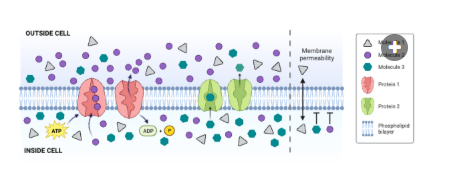 <p>Which protein decreases the concentration gradient of Molecule 1?</p><p><br>a. Protein 1<br>b. Protein 2<br>c. Neither protein decreases the concentration gradient of Molecule 1.&nbsp;</p>