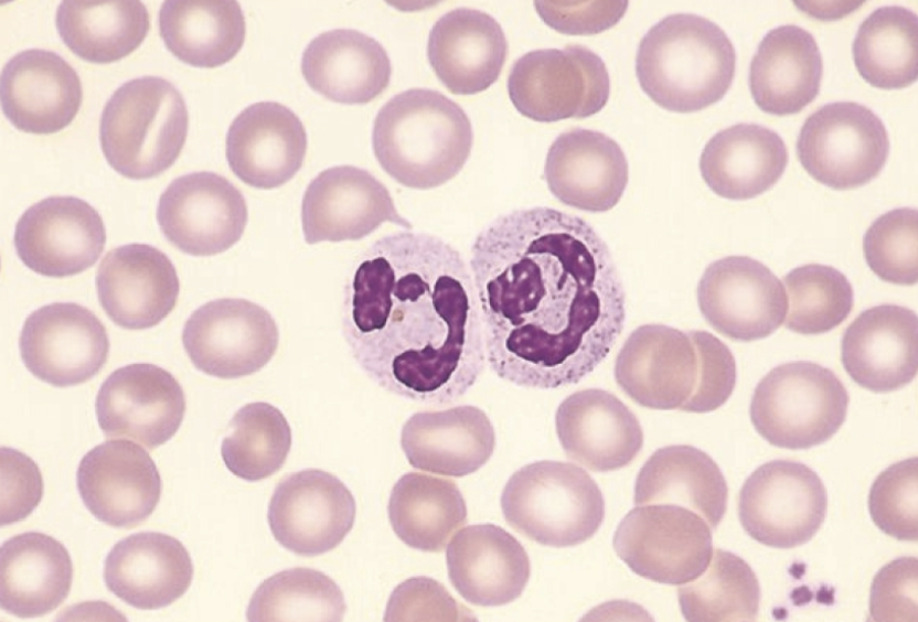 <p>What is this cell?</p>