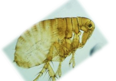 <p>“False human flea”</p><p>Wild canids (coyotes), Rodents, Opossums</p>