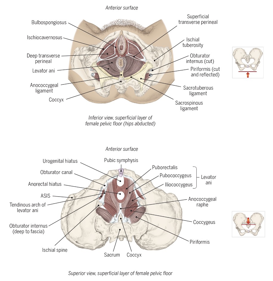 <p>inferior muscle wall of pelvic cavity </p>