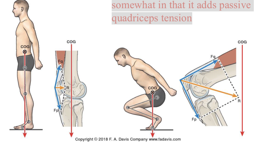 <p><span>Knee flexion angle matters somewhat in that it adds passive quadriceps tension</span></p>