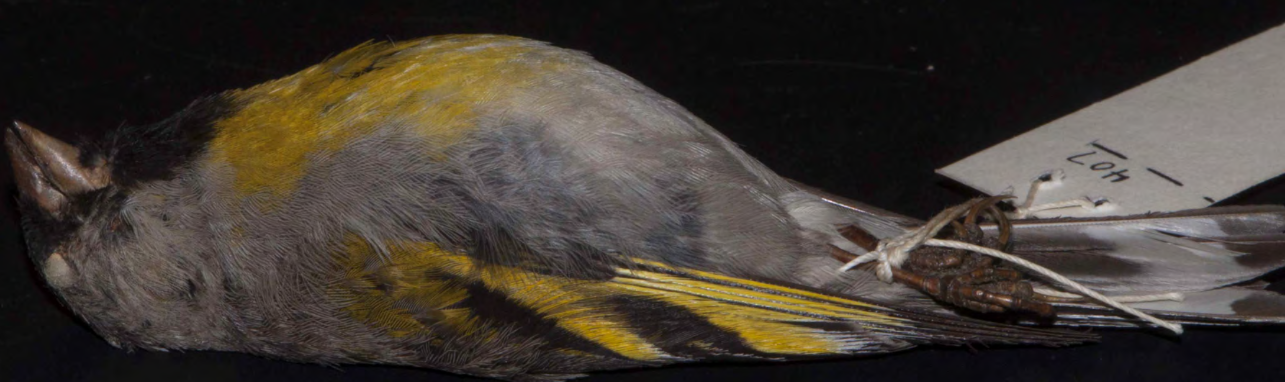 <p>Lawrence’s Goldfinch</p>