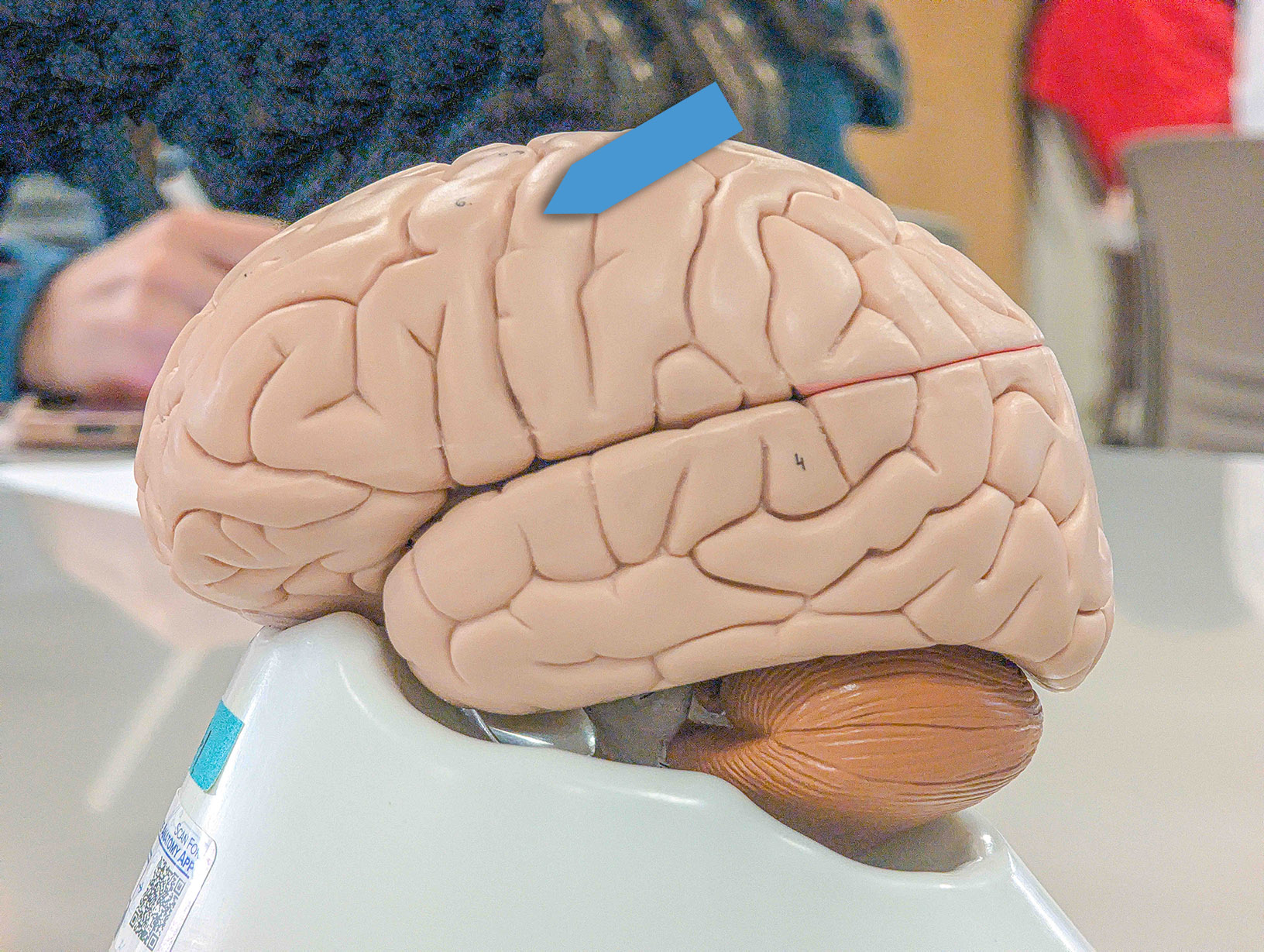<p>What is the function of the specific functional area of the brain at the pointer?</p>