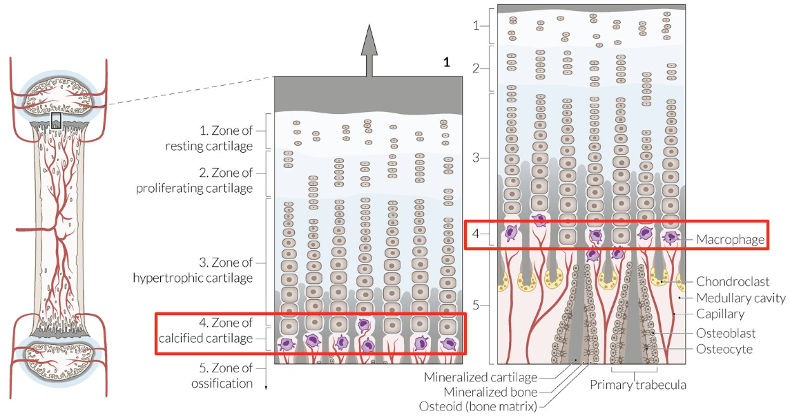 <p>Chondrocyte secrete VEGF + metalloproteinases = Blood vessels + macrophages migrate = Transverse septa erode</p>