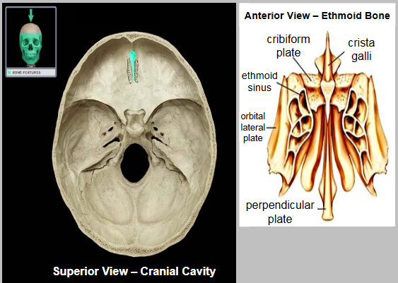 <p>A feature of the ethmoid bone, which also includes the perpendicular plate and cribriform plate.</p>
