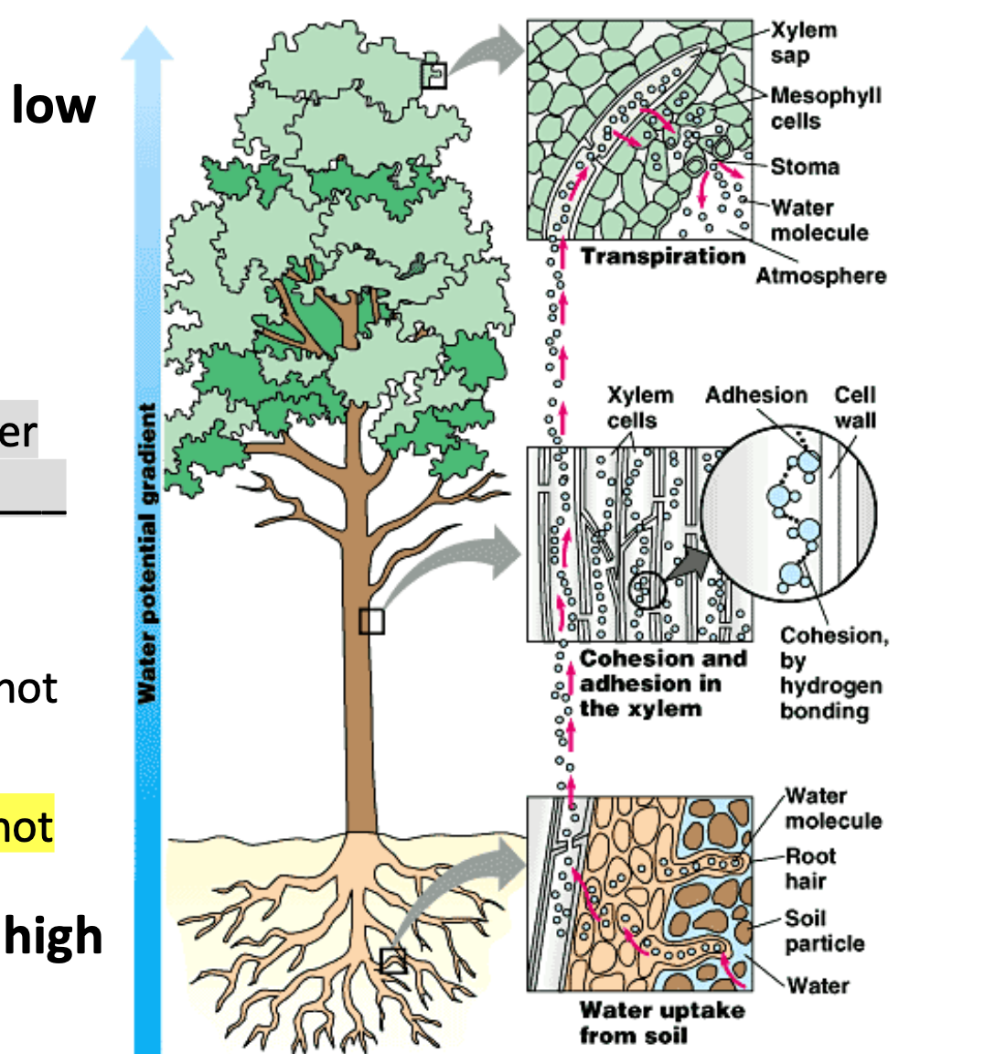<p>Transpiration moves</p><p class="p2">water from _____ water</p><p class="p1">potential, and thus _____</p><p class="p1">cost energy.</p>