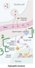 <p>- Signal transduction via second messengers</p>