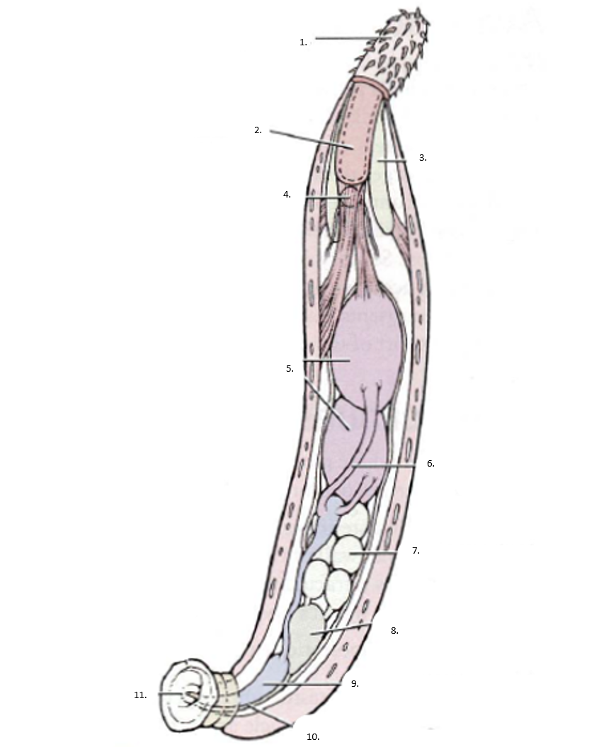 <p>Phylum</p><p>Name the parts</p>