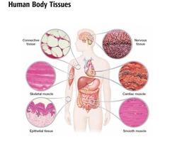 <p>Epithelia, connective tissue, muscle, and nerve.</p>