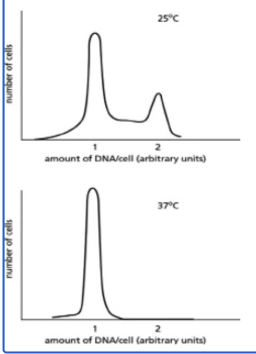<p><span style="line-height: 24px;">A mutant yeast strain stops proliferating when shifted from 25°C to 37°C. When these cells are analyzed at the two different temperatures, using a machine that sorts cells according to the amount of DNA they contain, the graphs in Figure 18-2 are obtained. </span><span>Which of the following would NOT explain the results with the mutant?</span></p><p><span>inability to activate proteins needed to enter S phase</span></p><p class="QS"><span>inappropriate production of a signal that causes the cells to remain in G1</span></p><p><span>inability to initiate DNA replication</span></p><p><span>inability to begin M phase</span></p>