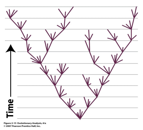 <ul><li><p>Crucial contribution: evolution consists of <strong>change over time plus splitting/origins of diversity</strong></p></li><li><p>this process can produce not only <strong>differences over time, but also increased diversity</strong></p></li></ul><p></p>