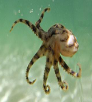 <p>Identify the phylum this belongs to.</p>