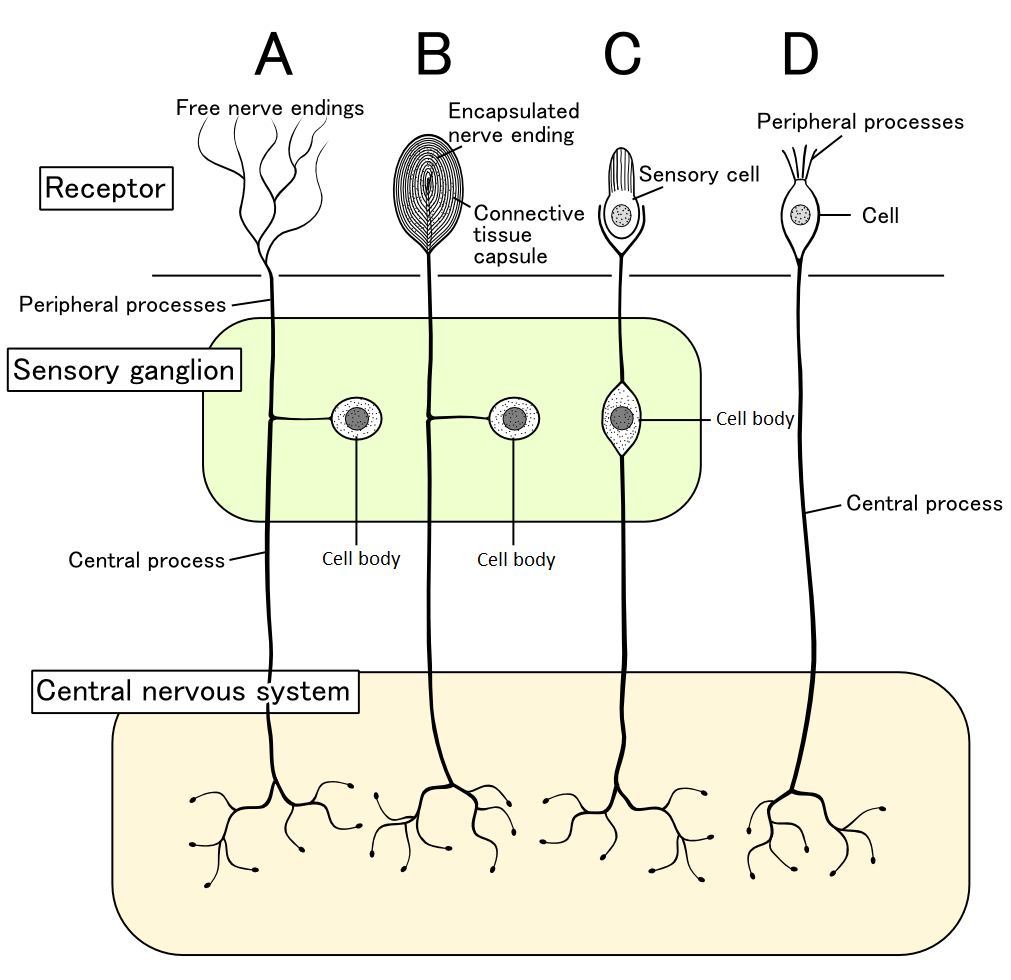 <p>Free Nerve Endings</p><ul><li><p>Bare dendrites</p></li><li><p>Pain, temp, tickle, itch, light touch, smell</p></li></ul><p>Encapsulated Nerve Endings</p><ul><li><p>dendrites enclosed in CT capsule (Eg; lamellar corpuscles)</p></li><li><p>Pressure, vibration, deep touch</p></li></ul><p>Separate Receptors Cells</p><ul><li><p>specialized cells, respond to stimuli w/ release of NTM</p></li></ul><p></p>