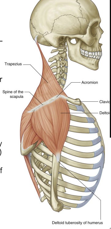 <p><strong>Deltoid Muscle</strong></p>