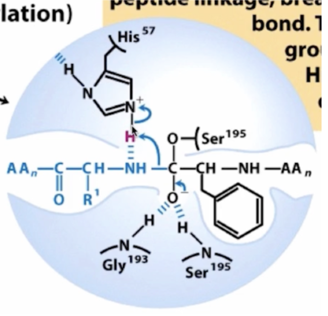 <p>in the __________ step of chymotrypsin mechanism, the 1st tetrahedral intermediate collapse releasing __________ __</p>