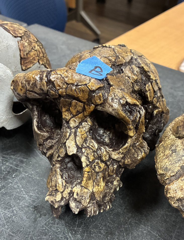 <p><em>Ardipithecus kadabba </em>(Ardi)</p>