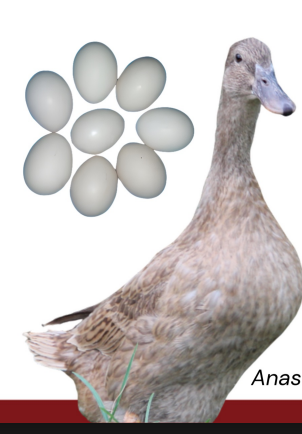 <ul><li><p>Egg type</p></li><li><p>Philippines</p></li><li><p>Uniform khaki- brown plumage, plain neck, green bill, or black bill, goo egg producer, adaptable to local conditions.</p></li></ul><p></p>