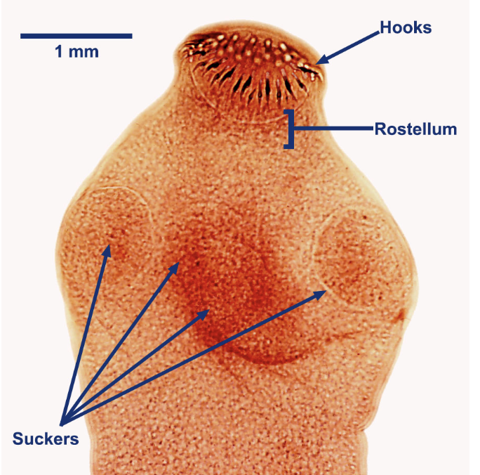 <p>tapeworm (cestode) mouth parts</p><p>hooks are used to attach the tapeworm to the intestinal tract and the suckers are used to feed off the tissue</p>