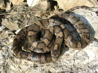 <p>Mistaken for rattlesnake</p>