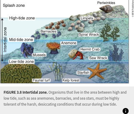 <p>narrow band of coastline; exists b/w high and low tide</p>