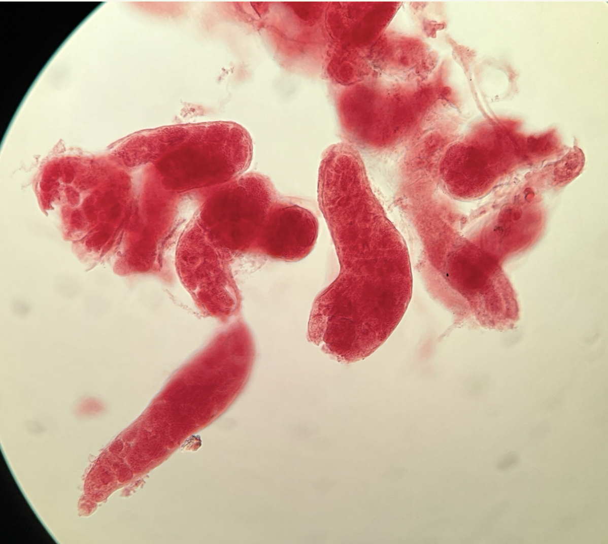 <p>Kingdom?</p><p class="p1">Phylum?</p><p class="p1">Class?</p><p class="p1">Subclass?</p><p class="p1">Order?</p><p class="p1">Family?</p><p class="p1">Species/Stage?</p>