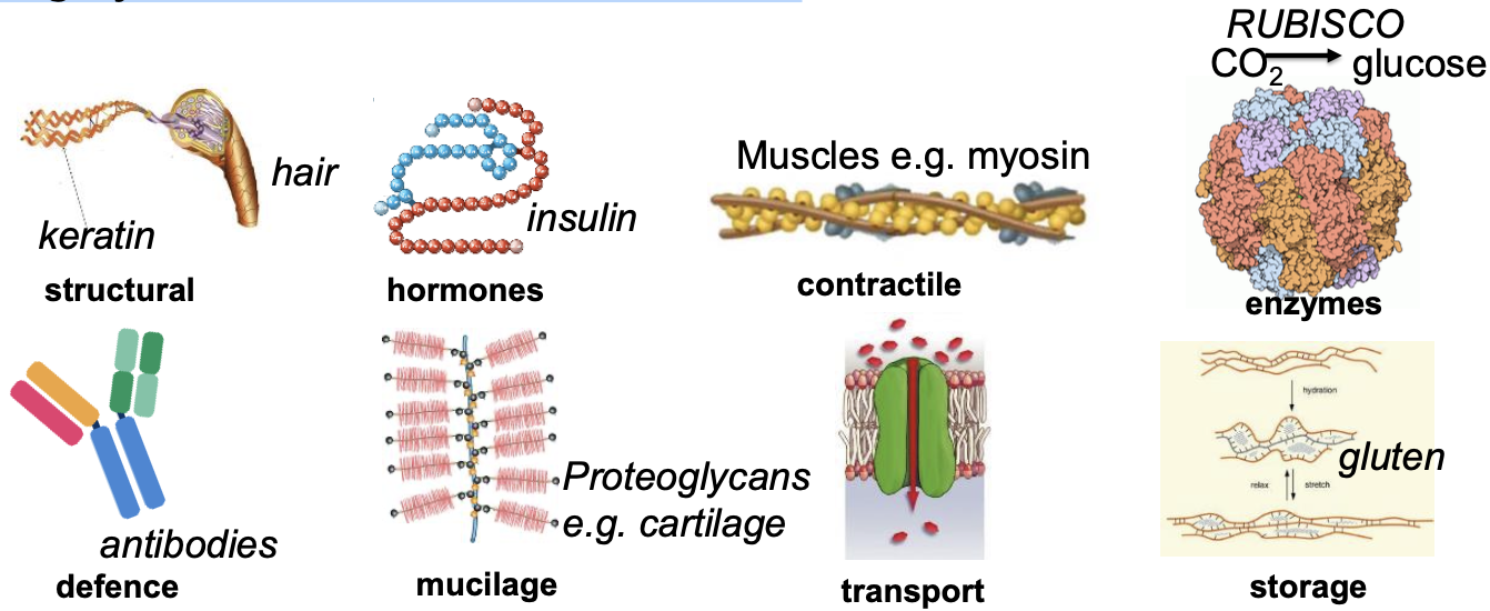 <p><em>Highly variable structure &amp; function</em></p>