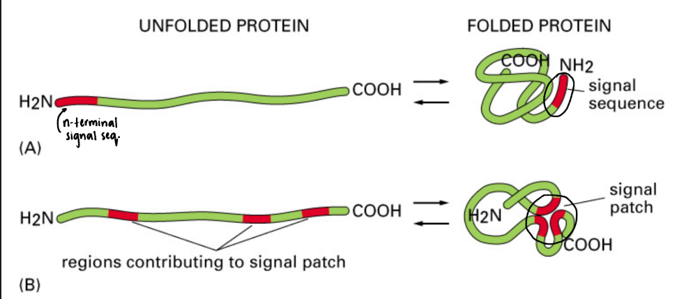 <ul><li><p>Signal sequence: formed from n-terminal signal sequence</p></li><li><p>Signal patch: formed from regions contributing to signal patch </p></li></ul><p></p>