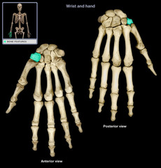 <p>a small, four-sided carpal bone located in the wrist at the base of the thumb</p>